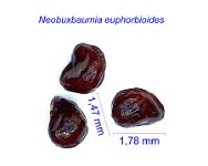 Neobuxbaumia euphorbioides JL.jpg
